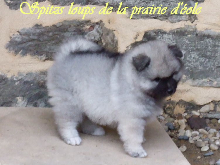 C'ky de la Prairie D'Eole
