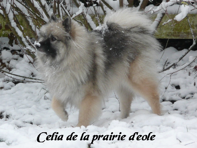Célia de la Prairie D'Eole