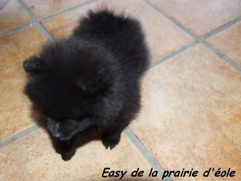 Easy de la Prairie D'Eole
