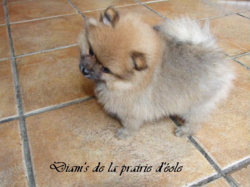 Diam's de la Prairie D'Eole
