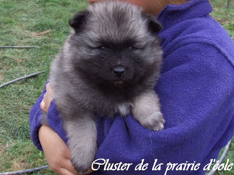 Cluster caypso de la Prairie D'Eole