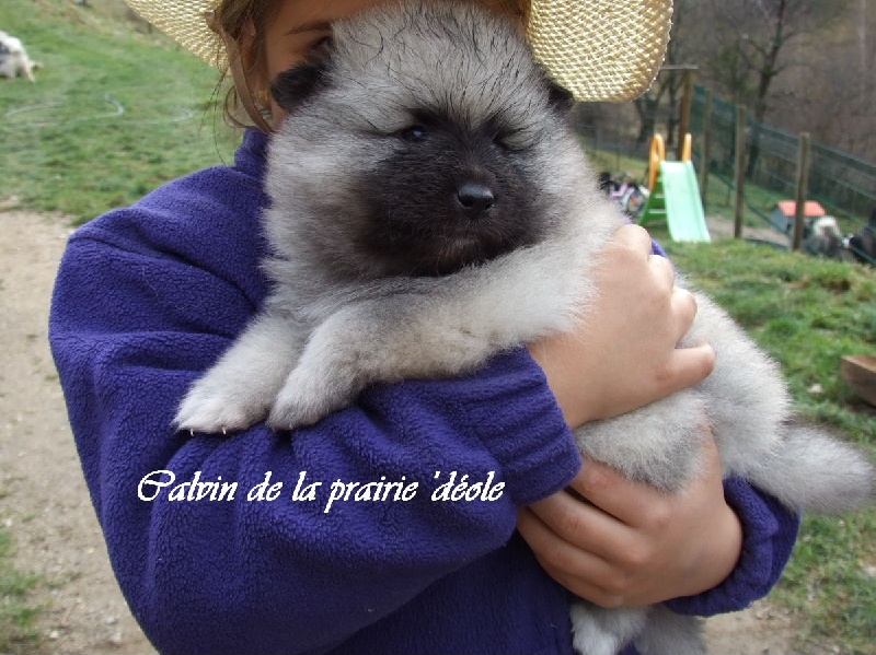 Calvin de la Prairie D'Eole