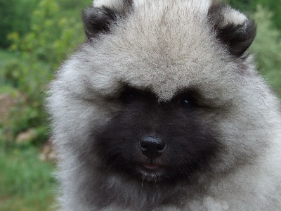 de la Prairie D'Eole - SPITZ LOUP