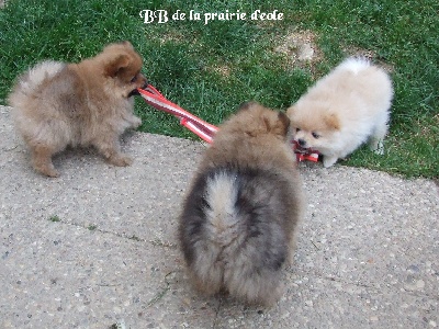 de la Prairie D'Eole - NAISSANCE !!