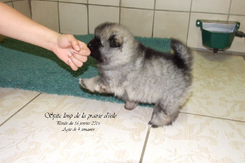 de la Prairie D'Eole - Spitz allemand - Portée née le 18/01/2016