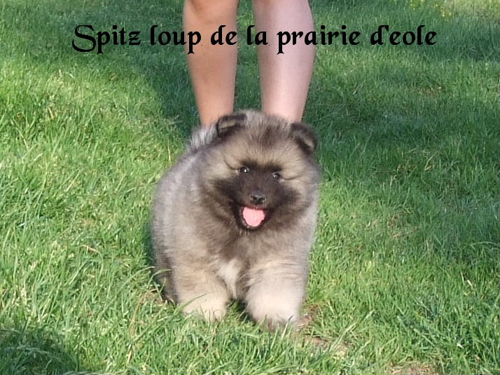 de la Prairie D'Eole - Spitz allemand - Portée née le 20/04/2012