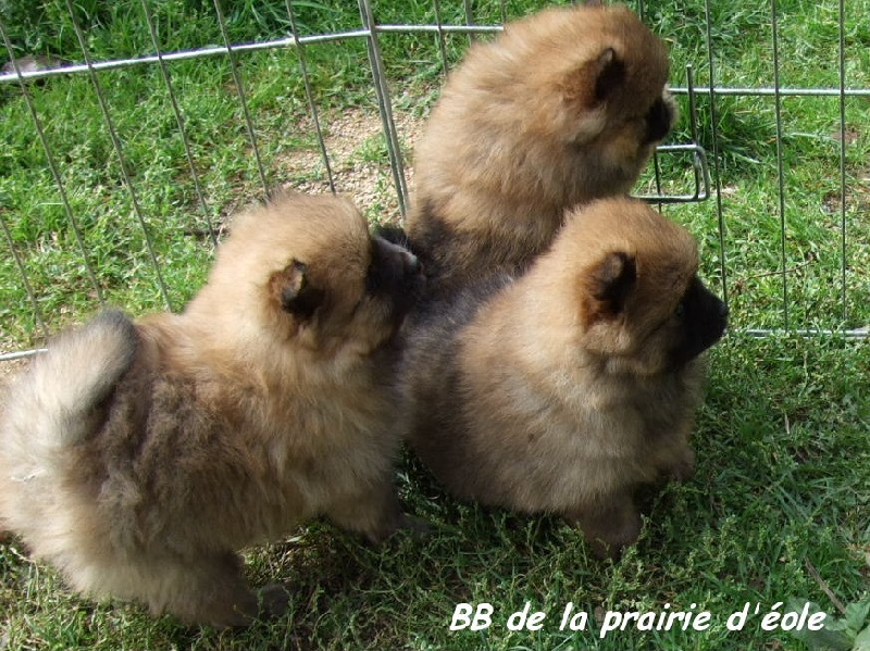 de la Prairie D'Eole - Spitz allemand - Portée née le 03/09/2009